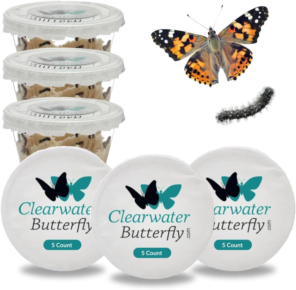 Clearwater Butterfly Live Painted Lady Caterpillars - Choose Your Quantity - Butterfly Kit for Students - STEM Learning - Includes Caterpillars, Food & Care Instructions