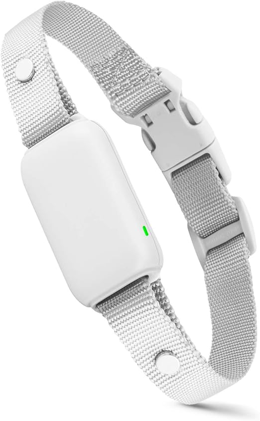 large cocker spaniel breed