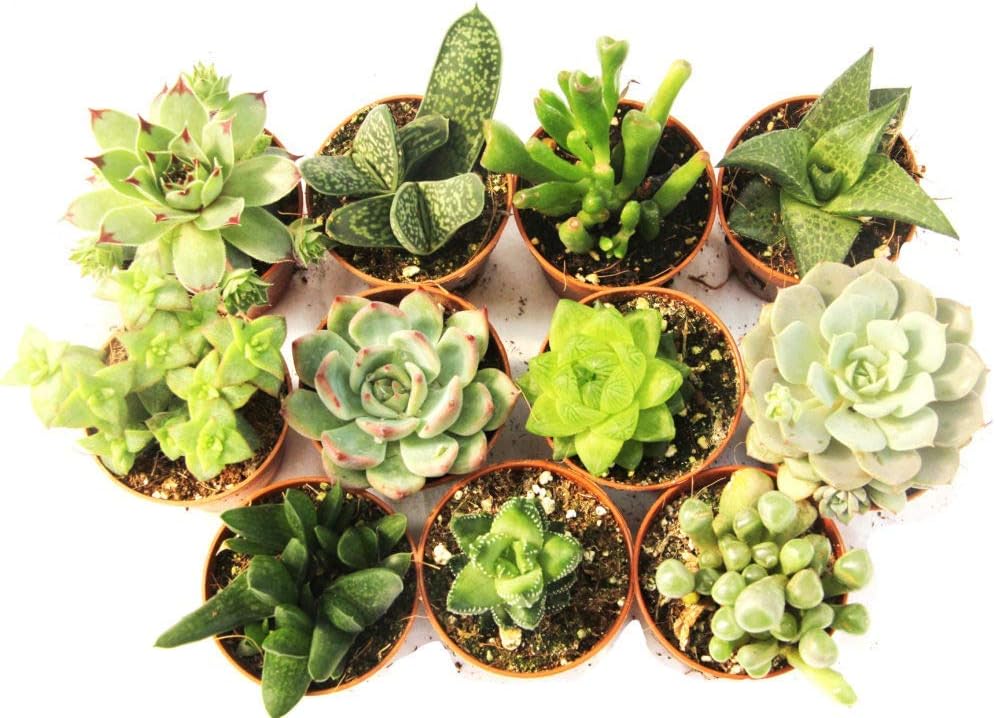 Paquete de Suculentas naturales
