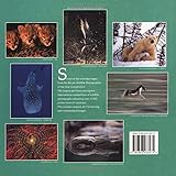 Image de Wildlife Photographer of the Year: Portfolio Seven