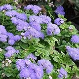 Miniature Fairy Garden Ageratum, Hawaii Blue, Floss Flower
