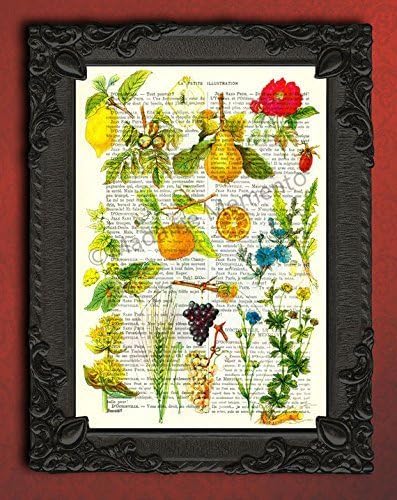 Fruit art print, kitchen farmhouse poster, grapes artwork, orange pear decor, cereal grass wall decorations
