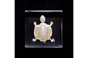 FLYINGBEAN Real Turtle Skeleton Specimens in Resin Paperweight Crafts, Animal Taxidermy Collection for Science Education & Desk Ornament (Turtle Skeleton)