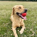 SPORTSPET Tough Bounce Natural Rubber Dog Balls 65mm 4 Pack – Durable Tennis view 4