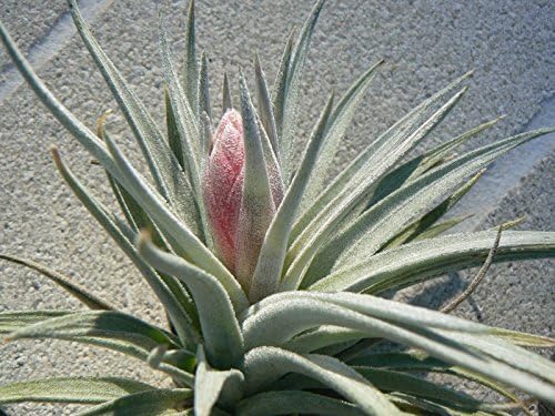 Bromeliad Tillandsia recurvifolia Exotic Tropical Air Plant