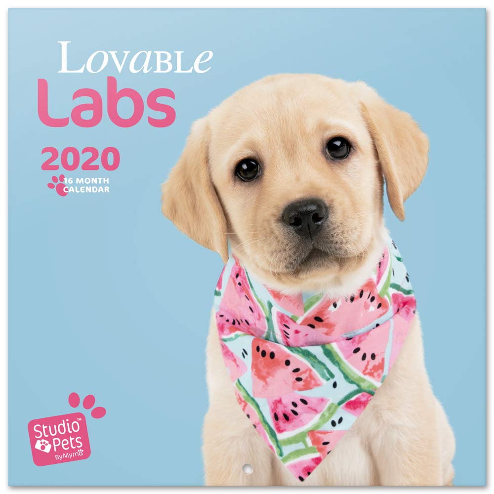 Erik - Studio Pets Lab 2020 Wall Calendar, 16 Months, 30 x 30cm