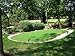 Penncross Creeping Bent Grass Seeds- 1 Lb of Putting Green Seed, Bentgrass, Bentgrass Seed