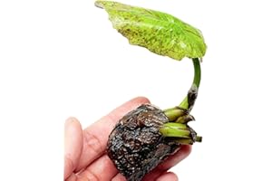 Mainam Nymphaea King Blue Live Aquarium Plant Tropical Water Lilies Tuber for Freshwater Fish Pond Balcony