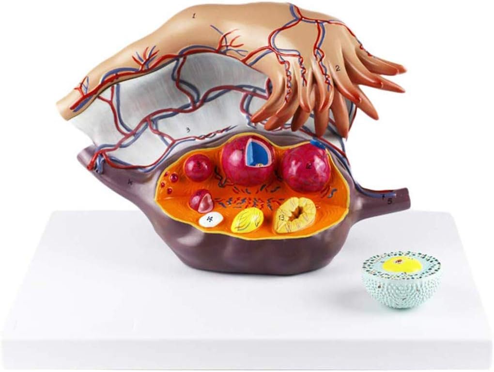 GEEFSU-Female Ovaries Anatomical Model Ovarian Uterine Structural Model Reproductive System Medical Gynecology,3 Parts