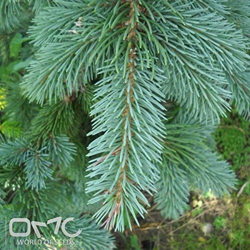 (30 seeds) Picea Engelmannii / Mountain Spruce / New England Norway Spruce