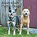 Australian Cattle Dogs 2020 12 x 12 Inch Monthly Square Wall Calendar, Animals Dog Breeds by