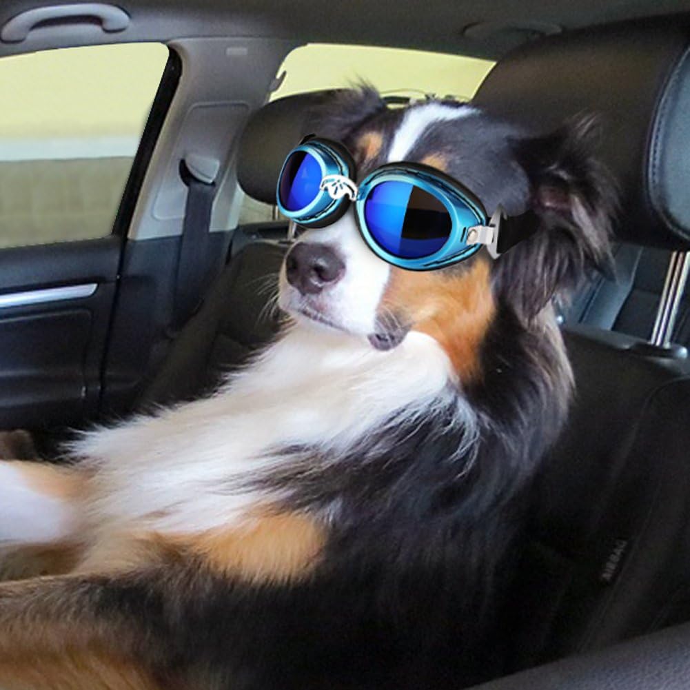 mobile pet grooming business