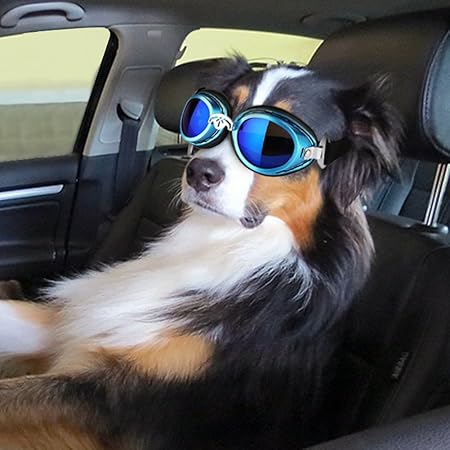 dog wearing goggles
