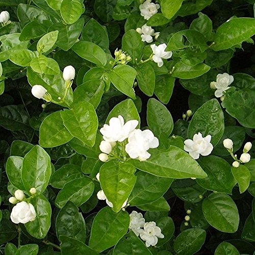 rainbow25 100Pcs Jasmine Flower Seeds Fragrant Home Garden Plant Seed Wedding Party Decor