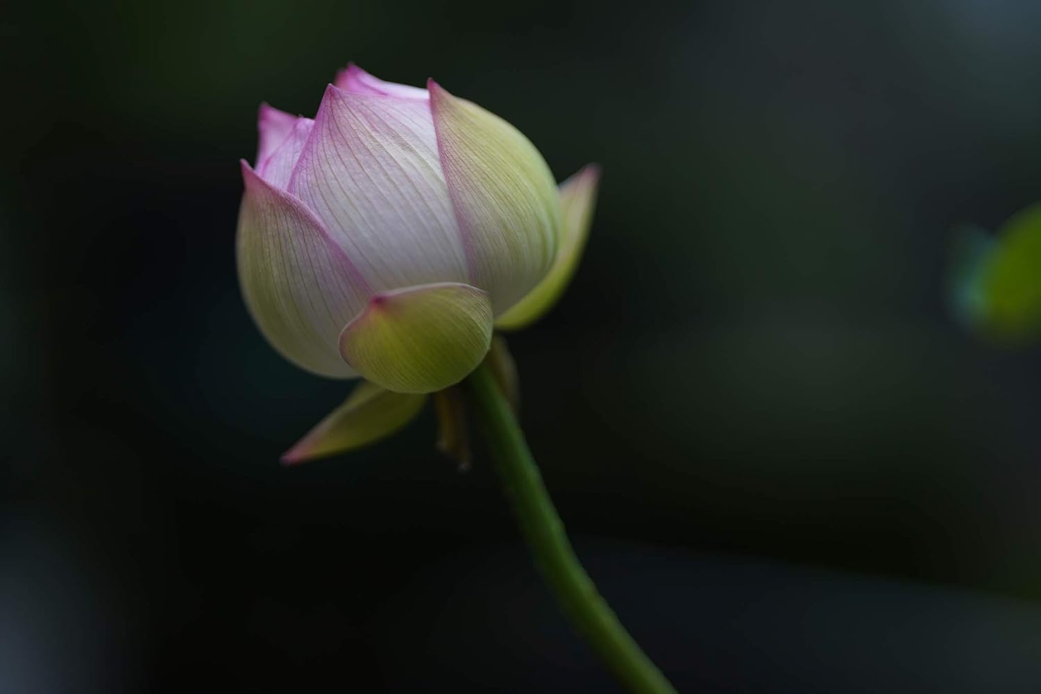Sigma 322965 85mm F1.4 DG DN, Black - Image 5