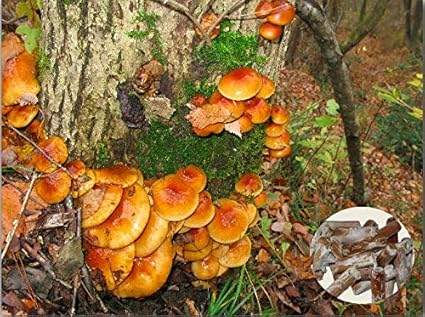 Pholiota Microspora Champignon Mycelium Plug Spawn 20 Pieces Cultivez Des Champignons Comestibles Et Gastronomique Amazon Fr Cuisine Maison
