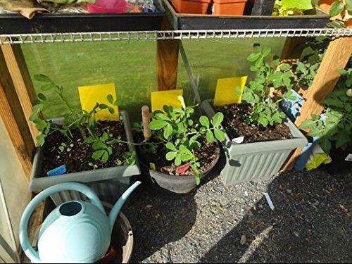 4 Trapro+30+Pack+Yellow+Sticky+Insects