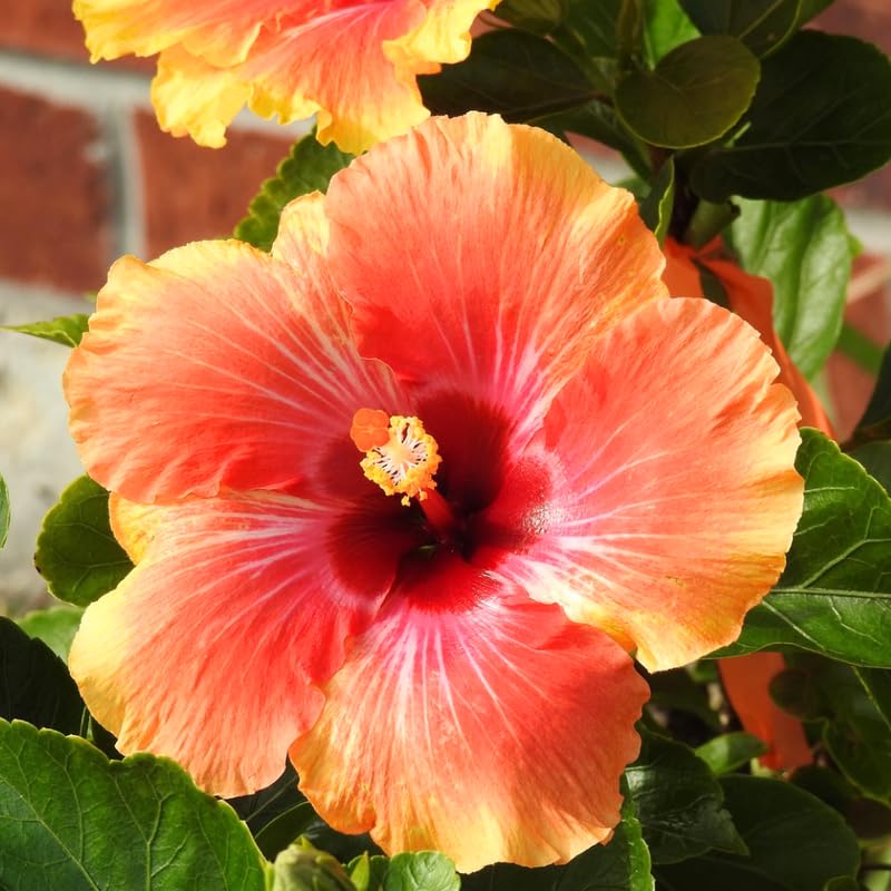 TANKDA Sunset Hibiscus Plant Live - Hardy Hibiscus Shrub with Colorful Blooms - 8-10 Inch Well-Rooted Plant for Outdoor Landscapes