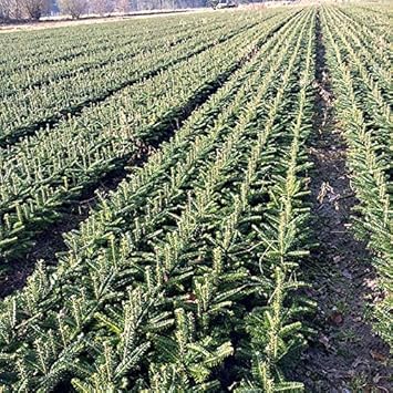50 Stück Nordmanntanne Bakuriani - (Abies nordmanniana Bakuriani) Wurzelware 10-15 cm 3 jährig
