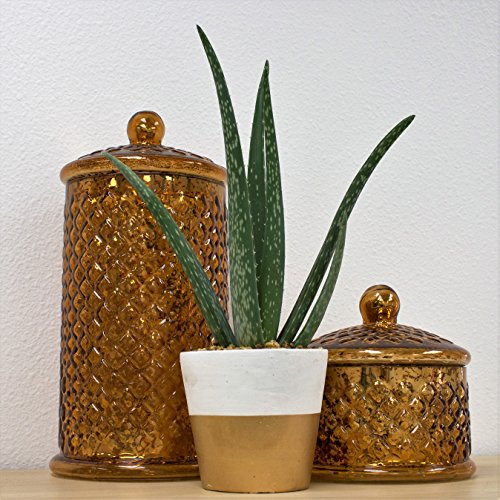 2 Costa+Farms+Two+Toned+Decorator+Excellent