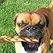 Pawstruck Natural 5” Braided Bully Sticks for Dogs, Tough Long-Lasting, Rawhide-Free, Low Odor, Healthy Single Ingredient Chew Treat for Aggressive Chewers, 10 Count, Packaging May Vary