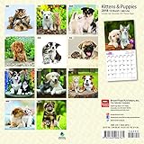 Image de Kittens & Puppies 2018 7 x 7 Inch Monthly Mini Wall Calendar, Animals Cute Kittens (Multilingual Edition)