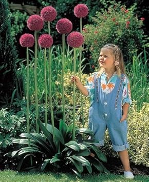 Amazon アリウム ギガンチューム 1球パック 秋植え 冬植え 春咲き 球根 イングリッシュガーデン 球根