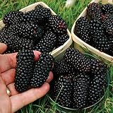 100 Seeds/Pack Thornless BlackBerry Seeds,Delicious,Nutritious, Sweet, Natural Snack, Perennial Garden Or Pot Fruit