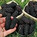 100 Seeds/Pack Thornless BlackBerry Seeds,Delicious,Nutritious, Sweet, Natural Snack, Perennial Garden Or Pot Fruit