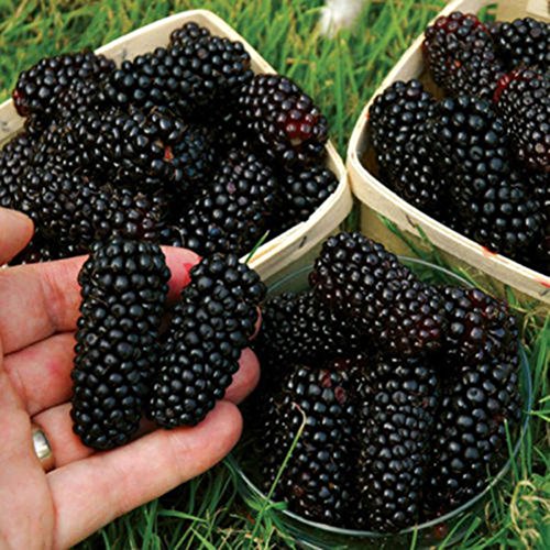 100 Seeds/Pack Thornless BlackBerry Seeds,Delicious,Nutritious, Sweet, Natural Snack, Perennial Garden Or Pot Fruit