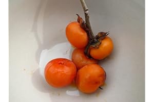 35+ Seeds American Persimmon Tree Seedlings Diospyros Virginiana, Sweet Delicious Fruits Seeds - Perfect for Planting and