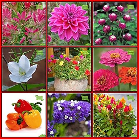 Ohhsome Seeds India Combo Flower Seeds Cleome Spinosa Mix Dalia Gomphrena Choice Mix Snowy Orchid Portulaca Zinnia Mix Capsicum Yellow Statice Celosia Terrace Gardening Eco Amazon In Garden Outdoors
