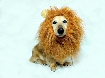 Amazon ジャパントレード正規輸入品 小型犬 猫用 ライオン 変身グッズ 変身フード 耳付きたてがみ ウィッグ 1枚 Japan Trade コスチューム 通販