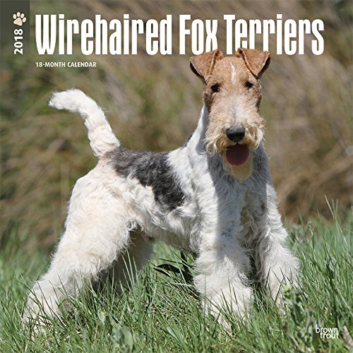 Wirehaired Fox Terriers 2018 12 x 12 Inch Monthly Square Wall Calendar, Animals Dog Breeds Terriers (Multilingual Edition)