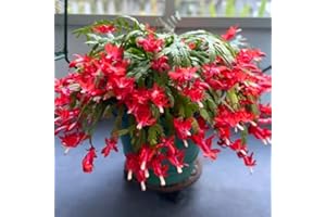GENERIC Christmas Cactus Plant Live, Holiday Cactus Live Plant, 4 to 6 Inc Tall, Hanging Baskets Houseplants, 4 Inc Potted, Gardening Indoor Outdoor (Red)