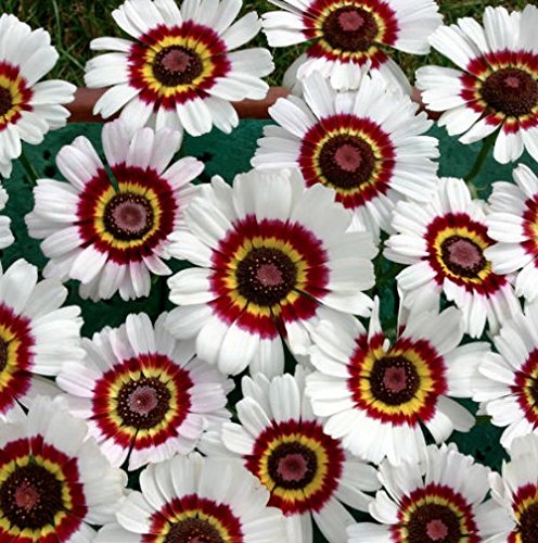 Photo 1 of "Painted Daisy" Flower Seeds
