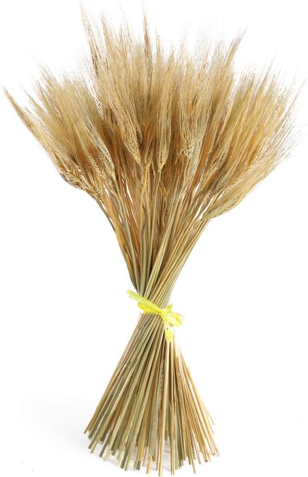 GTIDEA Natural Wheat Stalks 100 pcs Dried Wheat Sheave Ears Bundle Artificial Faux Wheat Grass Fall Wedding Flower Bouquet Decor for Home Farmhouse Thanksgiving