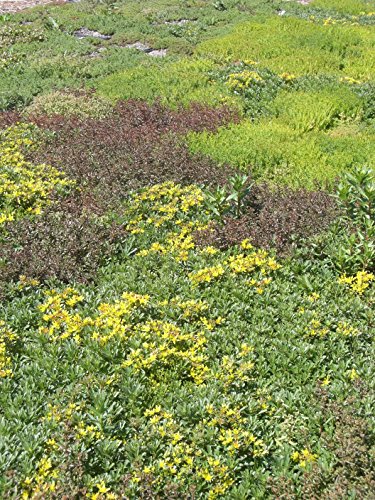 2 kg Sedumsprossenmischung für 20 m² Dachbegrünung – Bild 8