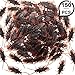 Gejoy 150 PCS Fake Roaches Fake Cockroach Realistic Cockroach Realistic Roaches Plastic Roach for Party Halloween