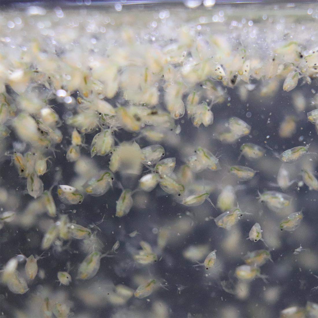 GREEN WATER FARM GreenWaterFarm Daphnia Magna Eggs Live Fish Food for Hatching and Culture Suitable for Feed Betta Fish
