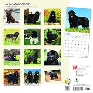 Newfoundlands 2018 12 x 12 Inch Monthly Square Wall Calendar, Animals Dog Breeds (Multilingual Edition)