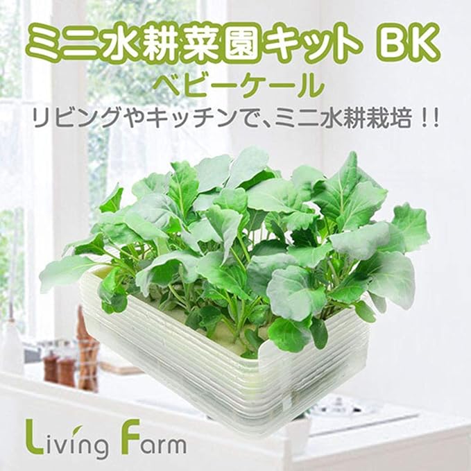 Amazon リビングファーム ミニ水耕菜園キットbk ベビーケール クリア 22 15 6cm 土を使わず お水と液体肥料で育てる水耕栽培キット Lfs 327 栽培キット オンライン通販