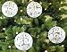 "Transparent White Swirl" Clear Shatterproof 4" (100mm) Christmas Ball Ornaments/Decorations - Set of 4 with Storage Box