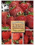 Organic Sparkle Strawberry 315 Seeds UPC 600188191431 + 1 Free Plant Marker - Most Delicious Strawberry on Market