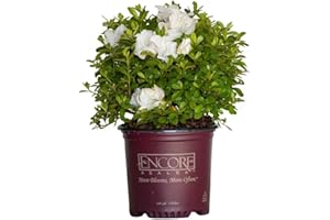 Encore Azalea Autumn Angel (1 Gallon) White Flowering Shrub - Full Sun Live Outdoor Plant