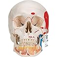 3B Scientific A22/1 Classic Skull wt opened lower Jawpainted3- - 3B Smart Anatomy