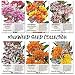 Seed Needs Milkweed Seed Collection (6 Individual Seed Packets) Open Pollinated Seeds