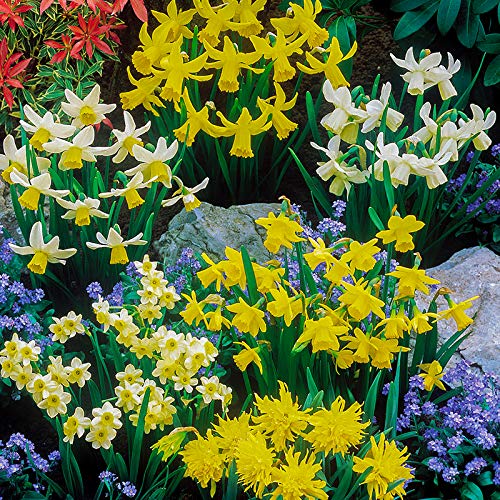 Mixed Dwarf Daffodil Bulbs (Pack of 100) Amazon.co.uk Garden & Outdoors