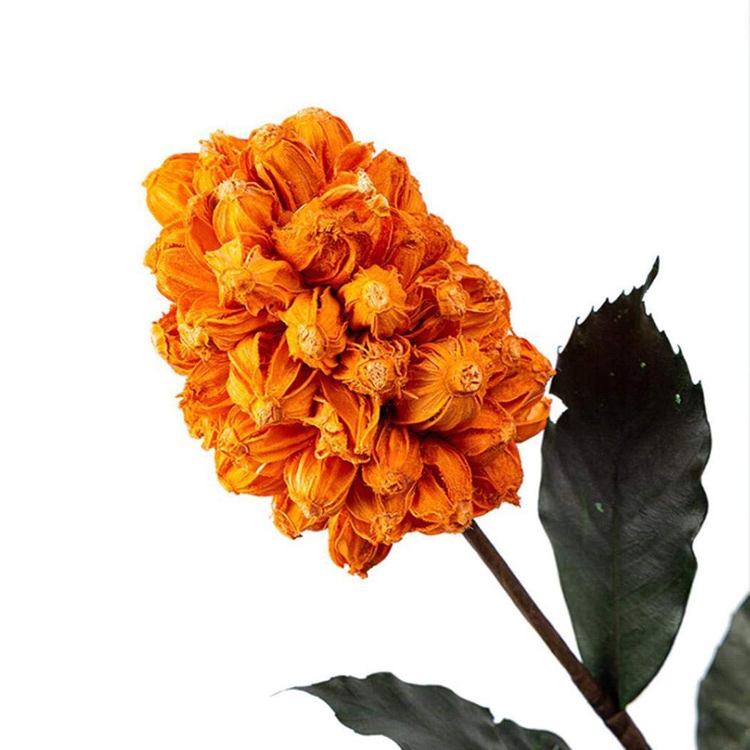 Piokikio Dutch Hyacinth Flower Seeds Home Garden DIY Plants Decoration Flowers