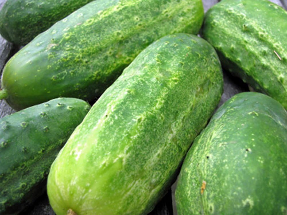 Cucumber, Boston Pickling, Heirloom, Organic 500 Seeds